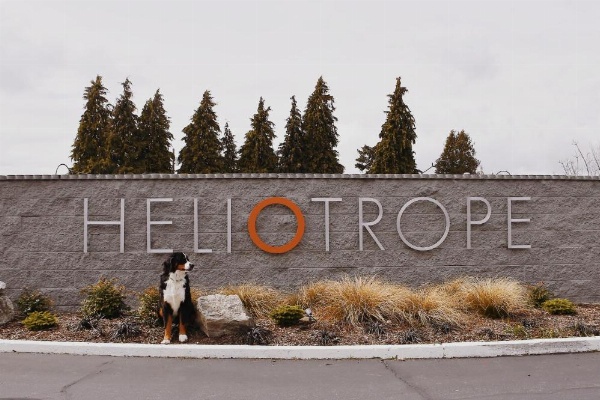 Heliotrope Hotel image 14